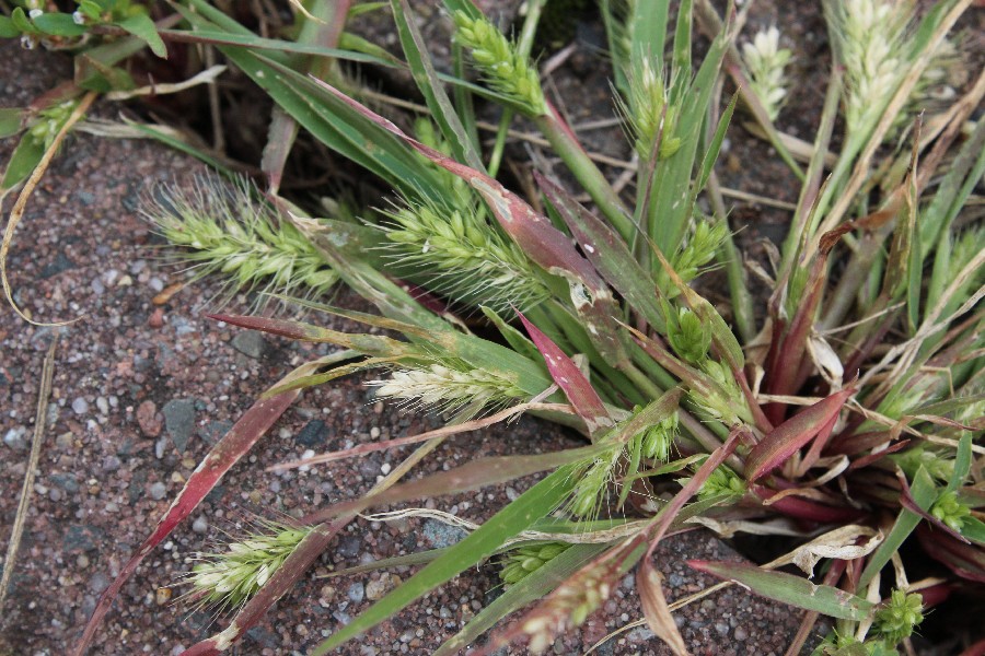 Setaria viridis 1