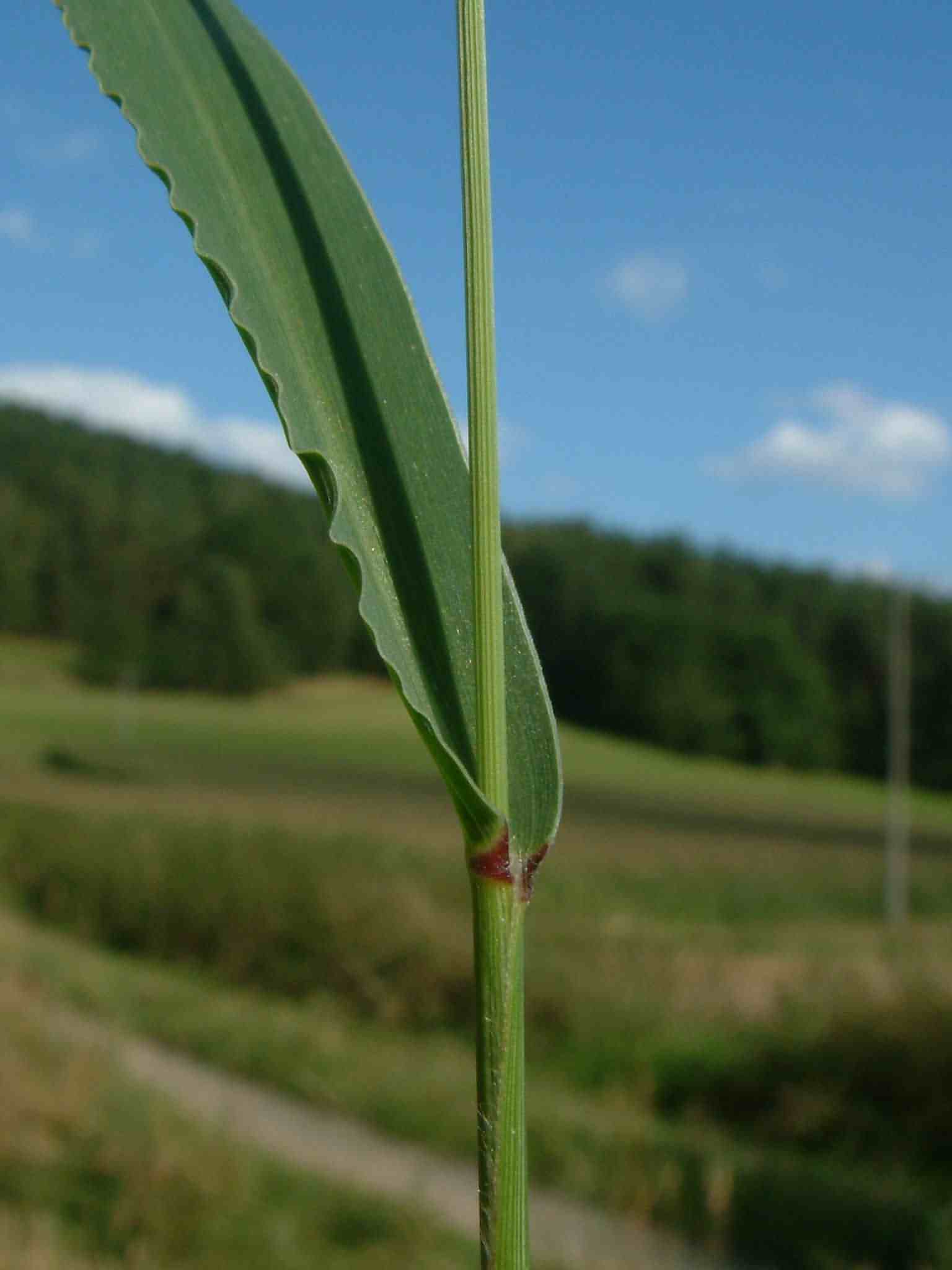 Setaria viridis 3