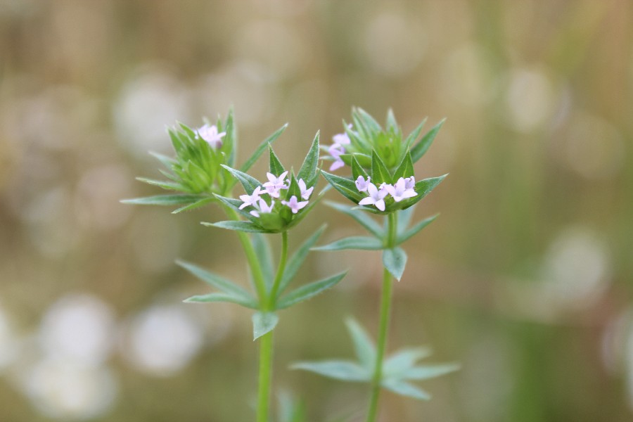 Sherardia_arvensis