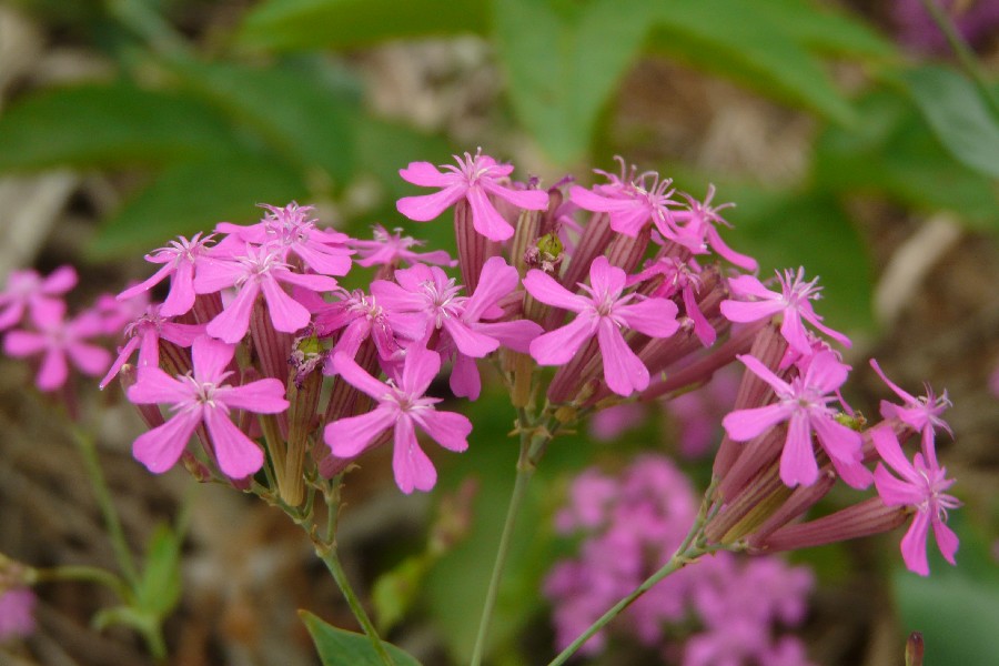 Silene armeria 1