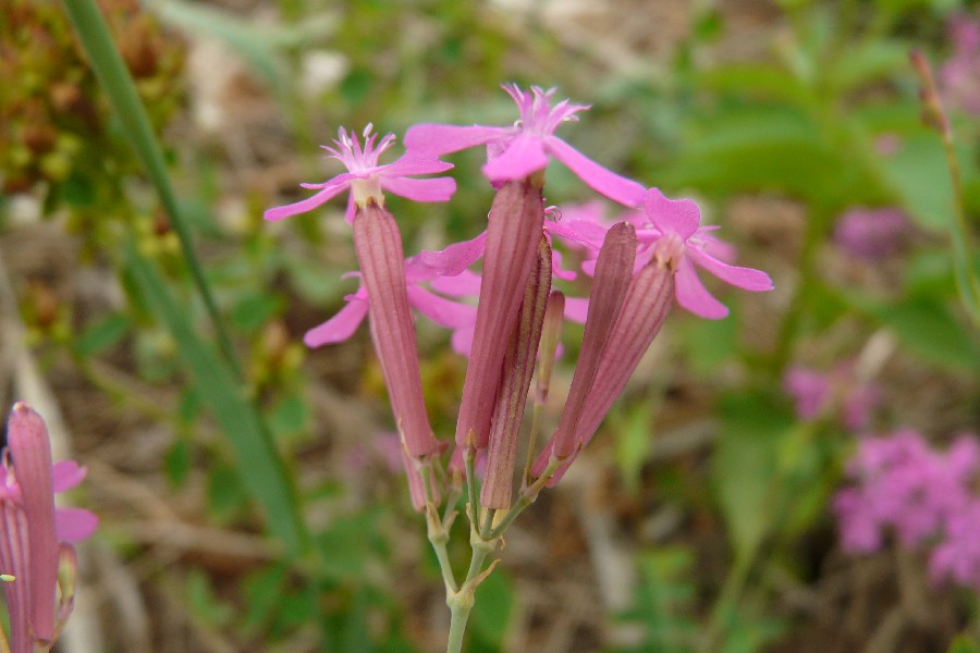 Silene armeria 2