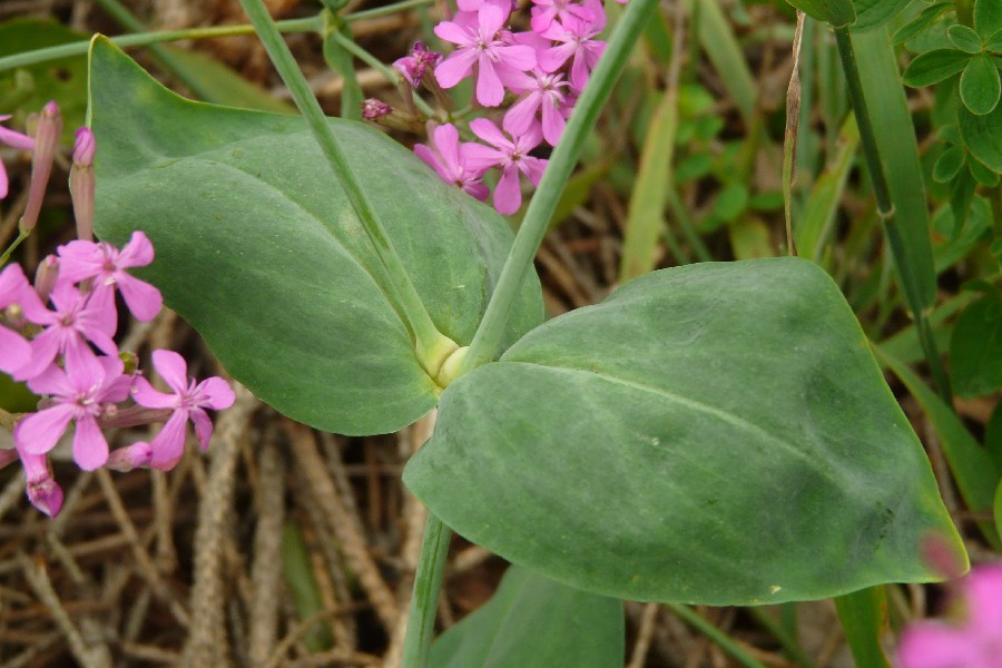 Silene armeria 3