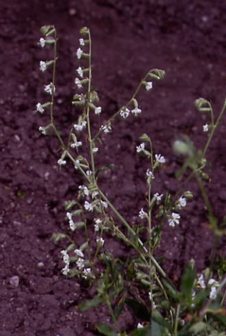 Silene dichotoma 1