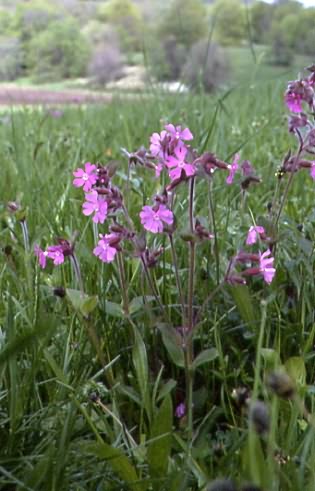 Silene dioica 1