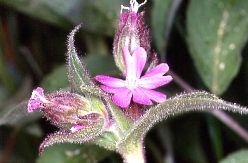 Silene dioica 2