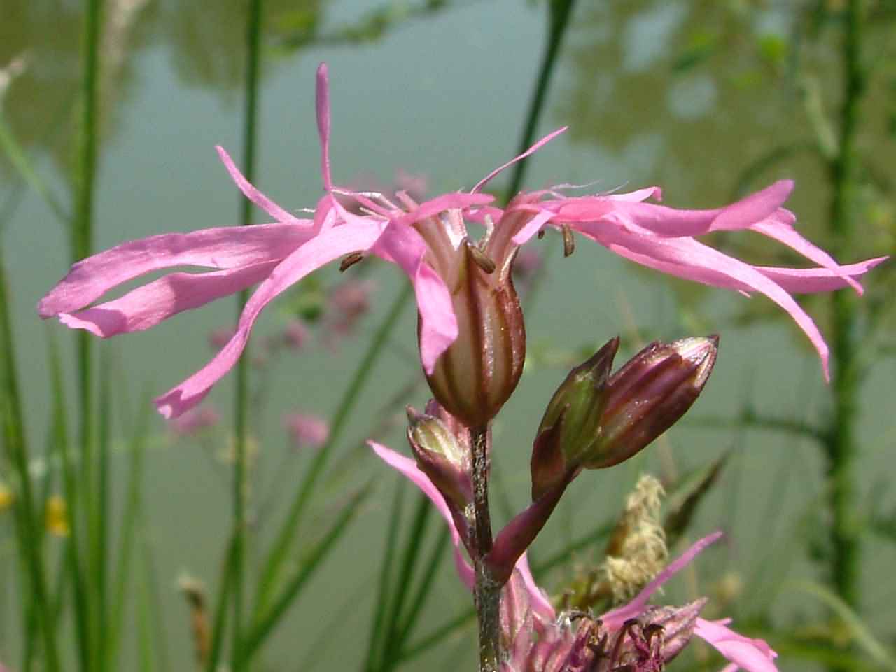 Lychnis flos-cuculi 1