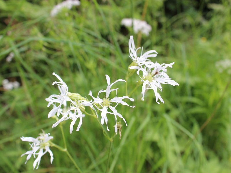 Lychnis flos-cuculi 2