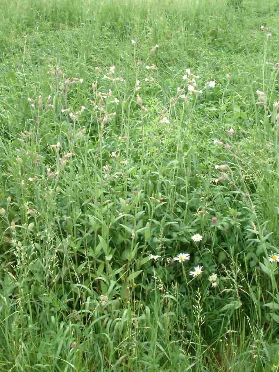 Silene latifolia 1