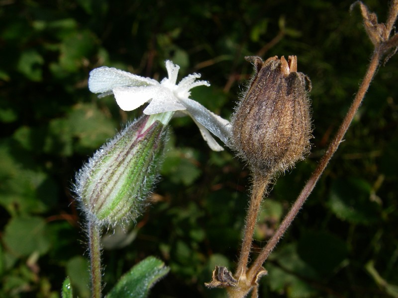 Silene latifolia 2