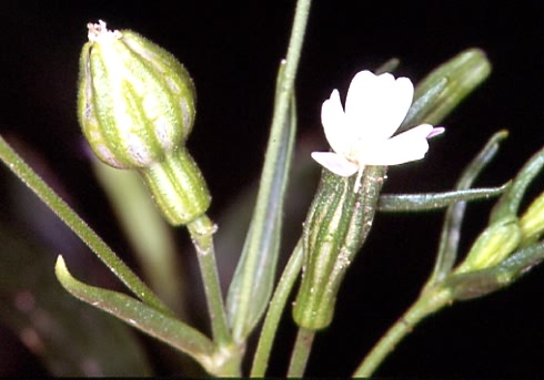 Silene linicola 2