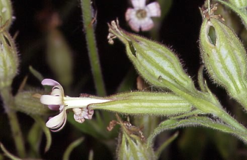 Silene noctiflora 2