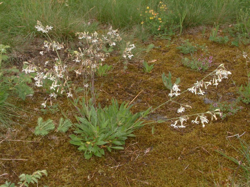 Silene nutans 1