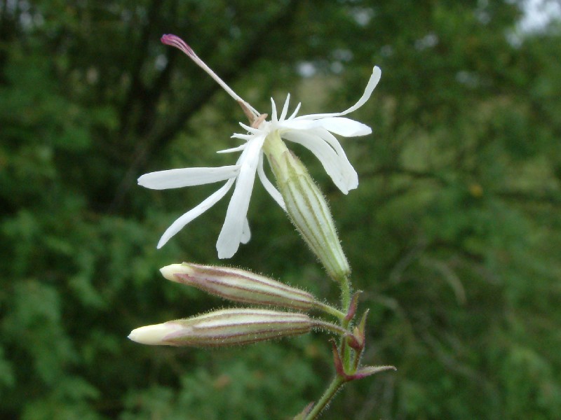 Silene nutans 2