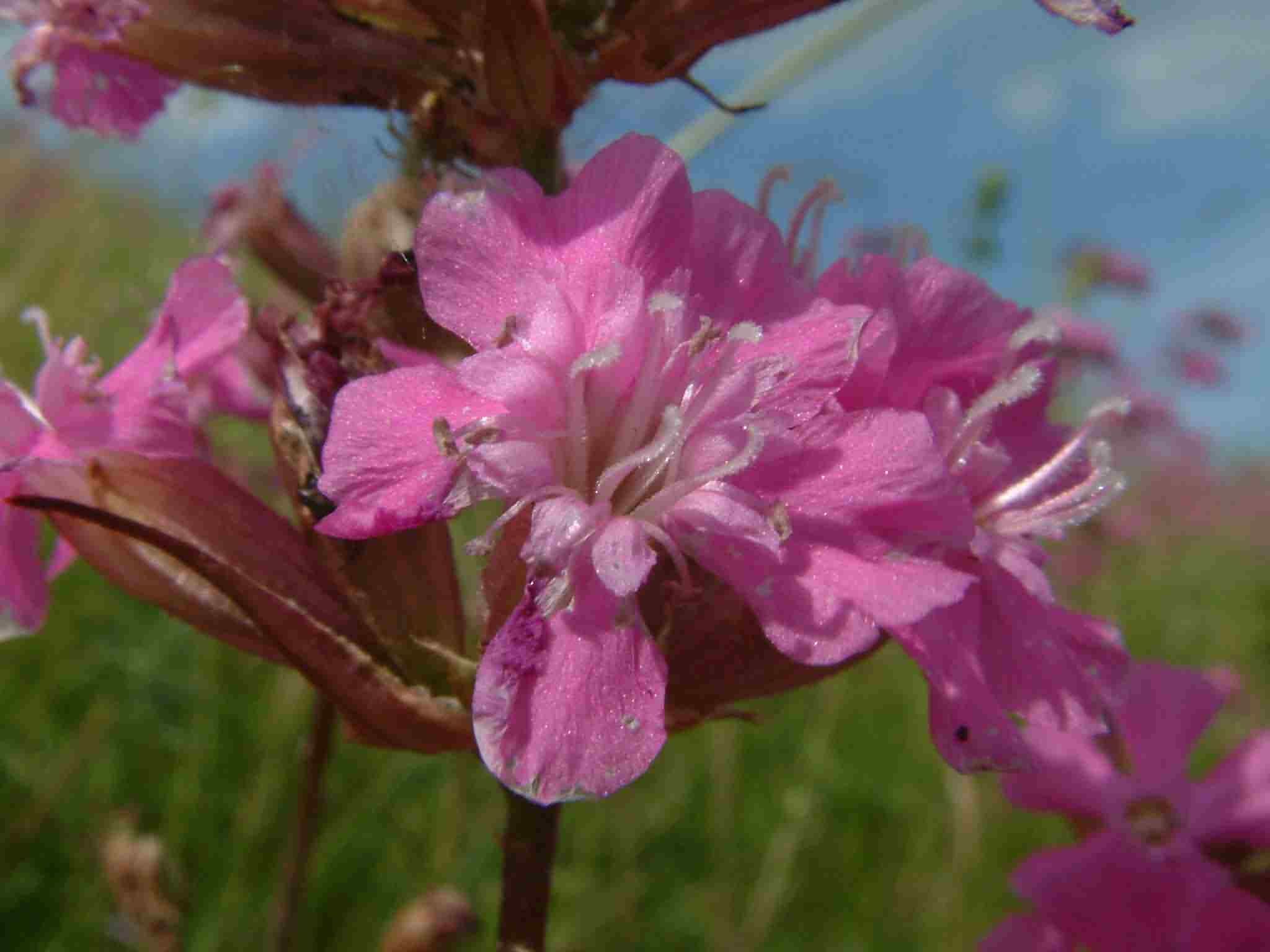 Silene viscaria 2