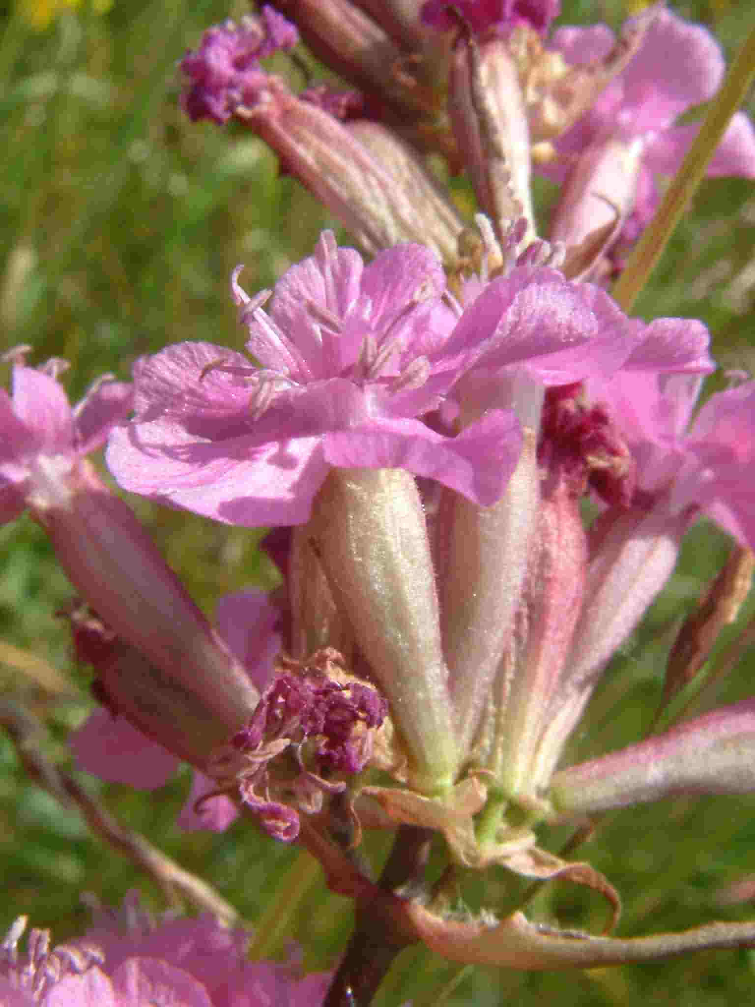 Silene viscaria 3