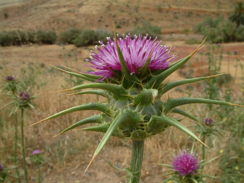 Silybum marianum 2