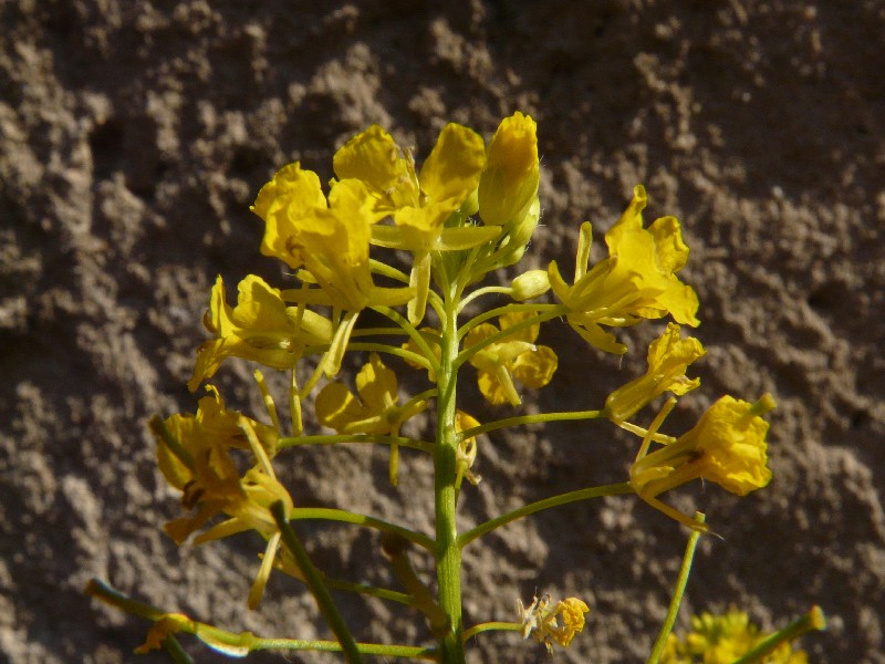 Sisymbrium loeselii 2