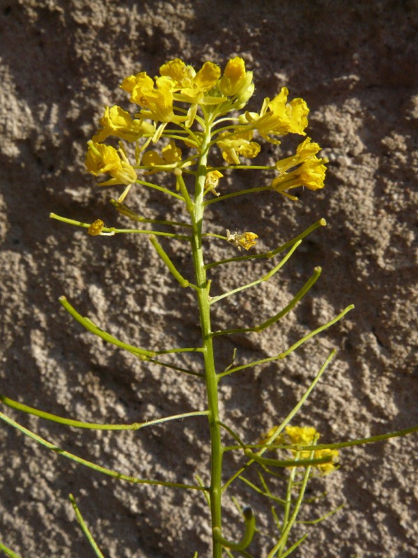 Sisymbrium loeselii 3