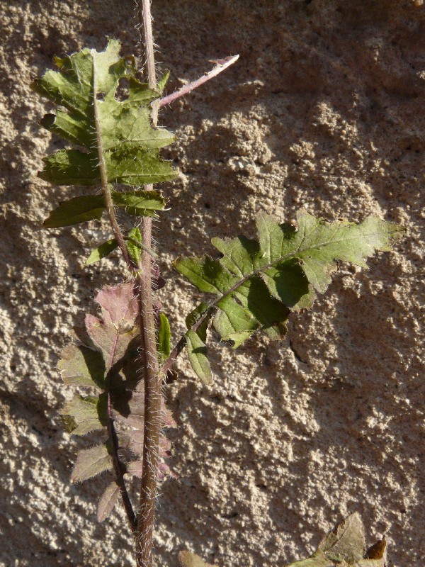 Sisymbrium loeselii 4