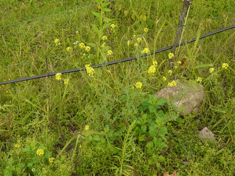 Sisymbrium loeselii 1