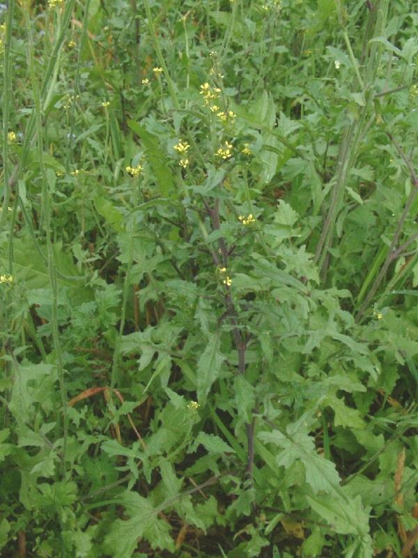 Sisymbrium officinale 1