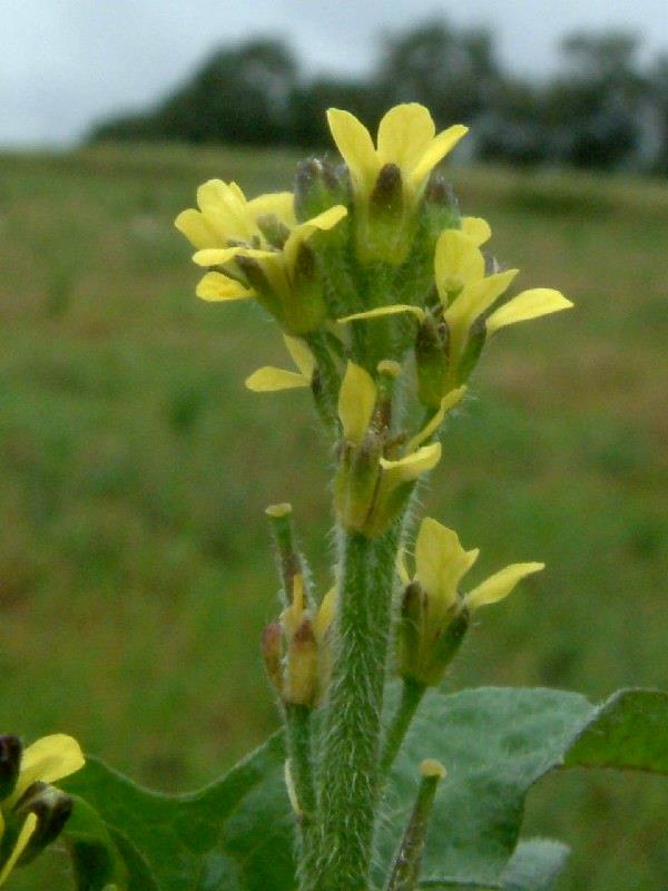 Sisymbrium officinale 2