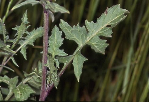 Sisymbrium officinale 4