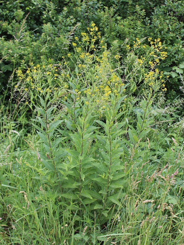 Sisymbrium strictissimum 1