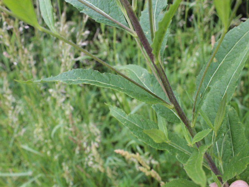 Sisymbrium strictissimum 2