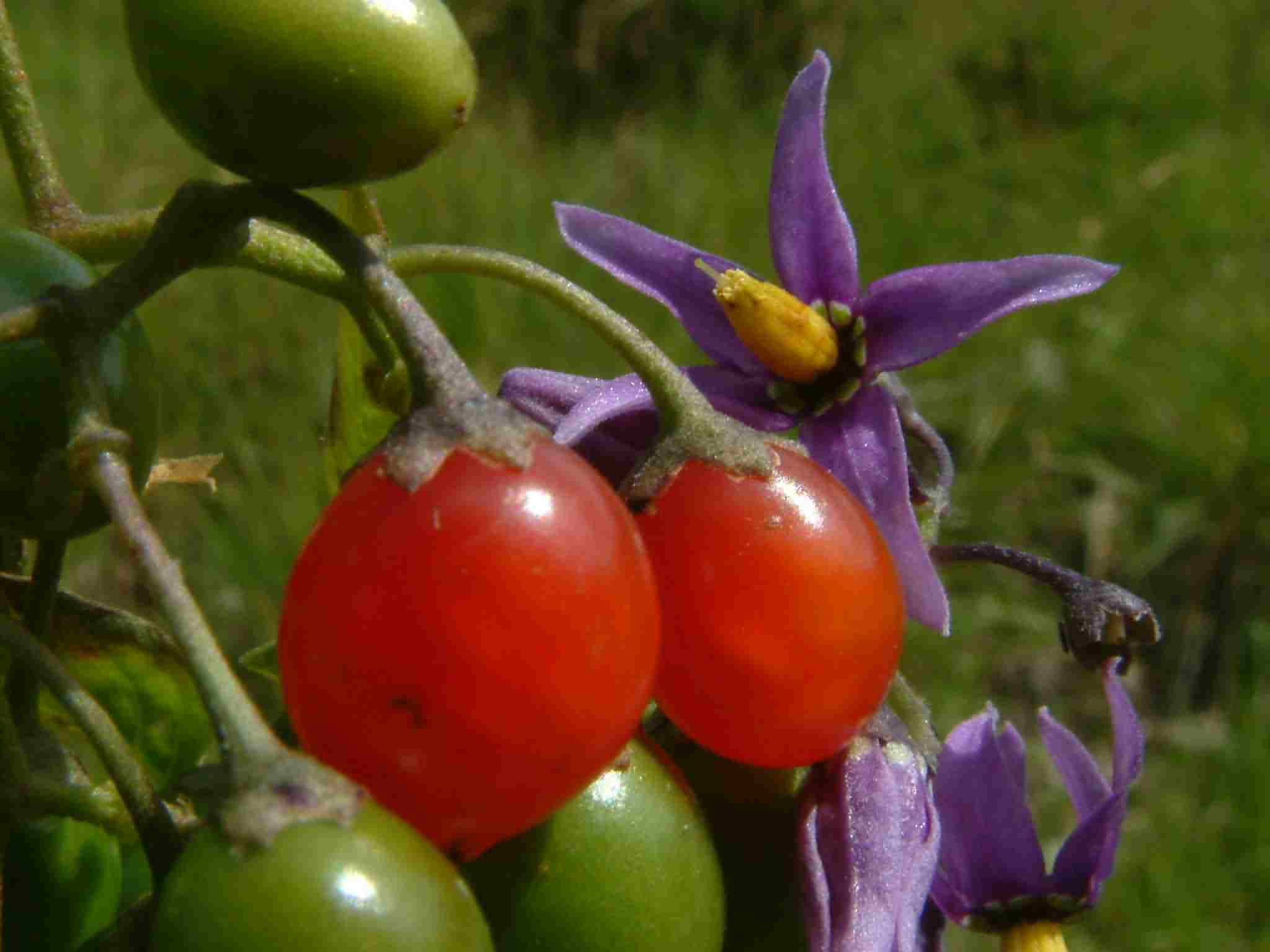 Solanum dulcamara 2