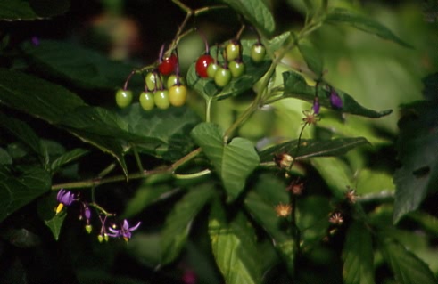 Solanum dulcamara 1