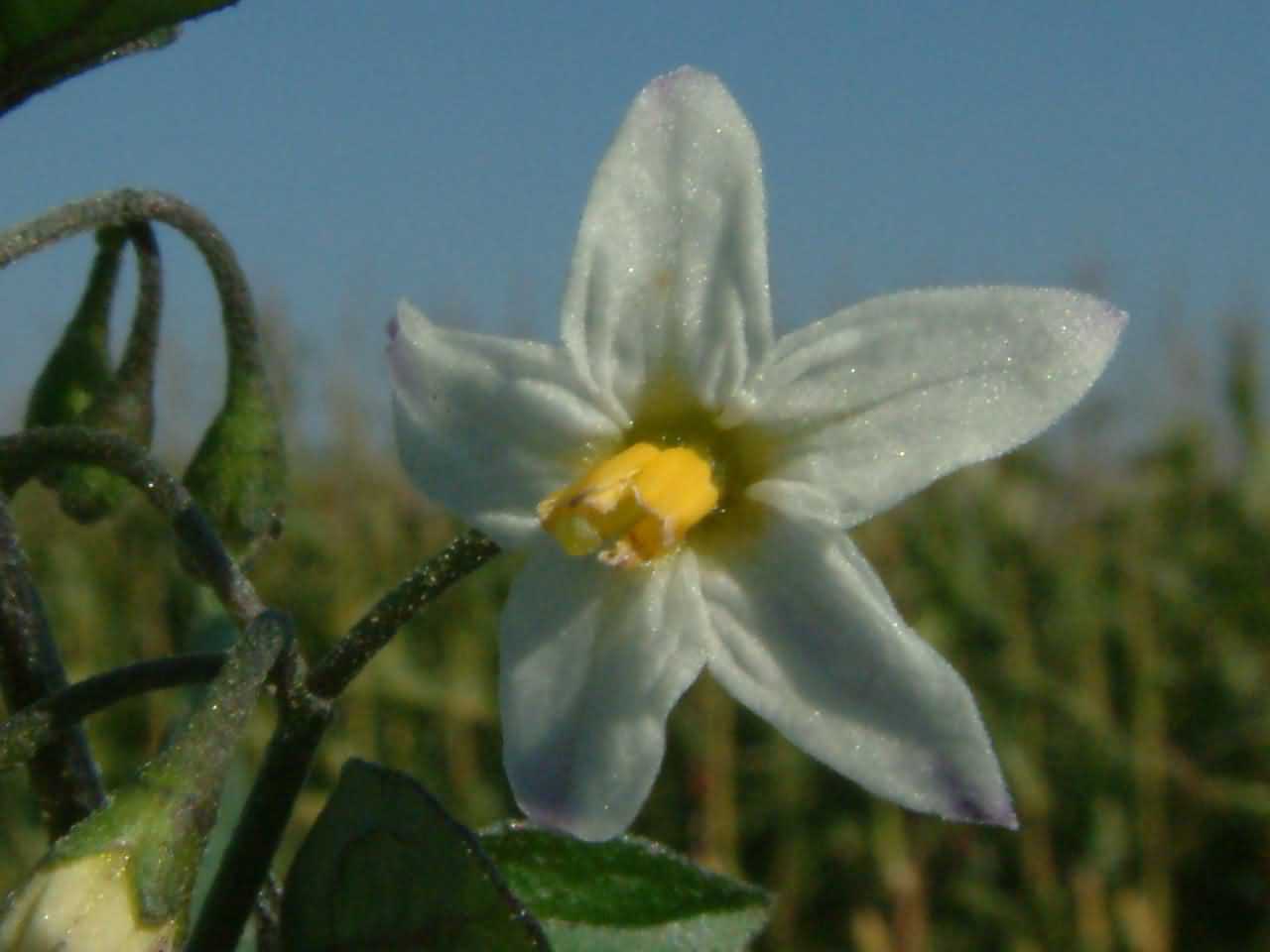 Solanum nigrum 2