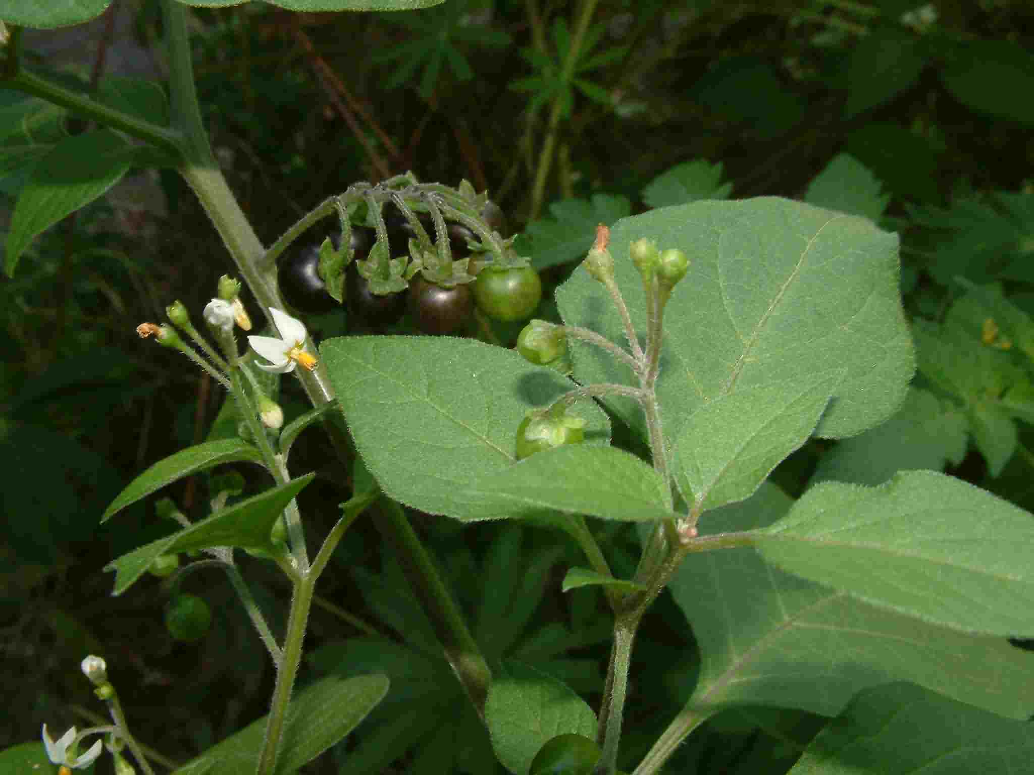 Solanum nigrum 3