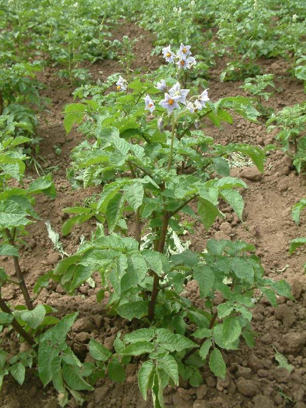Solanum tuberosum 1