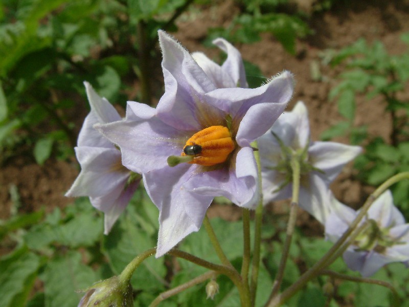 Solanum tuberosum 2