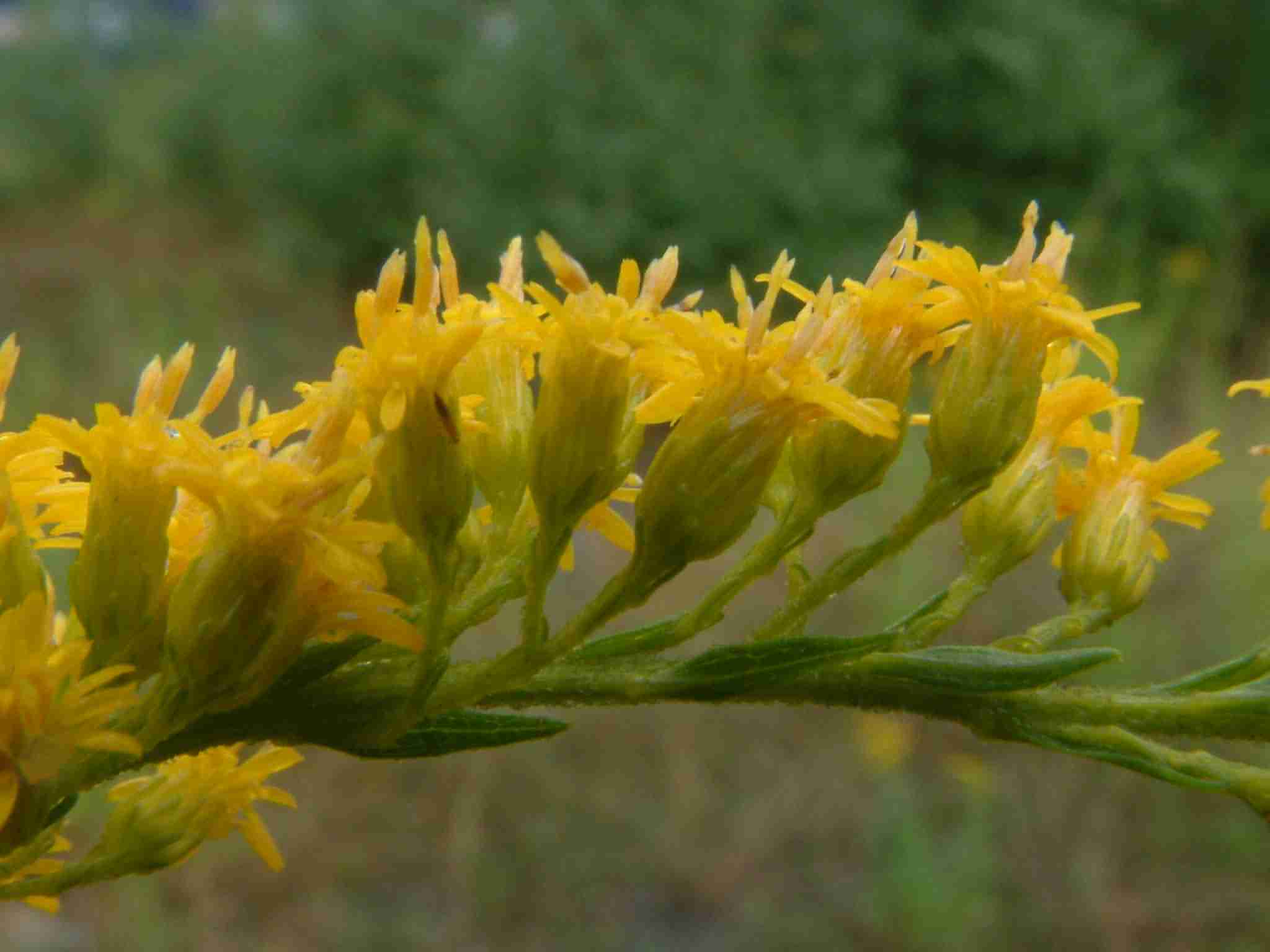 Solidago canadensis 3