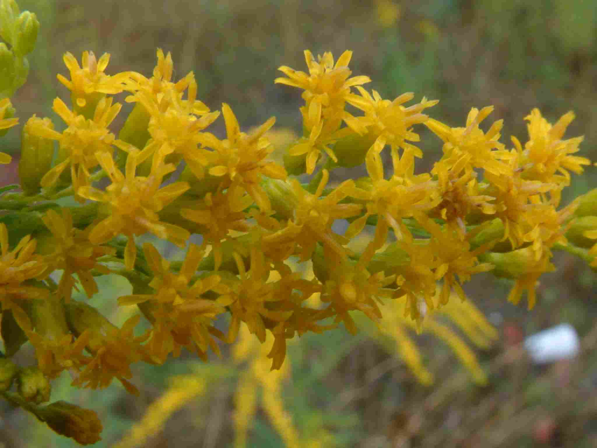 Solidago canadensis 2