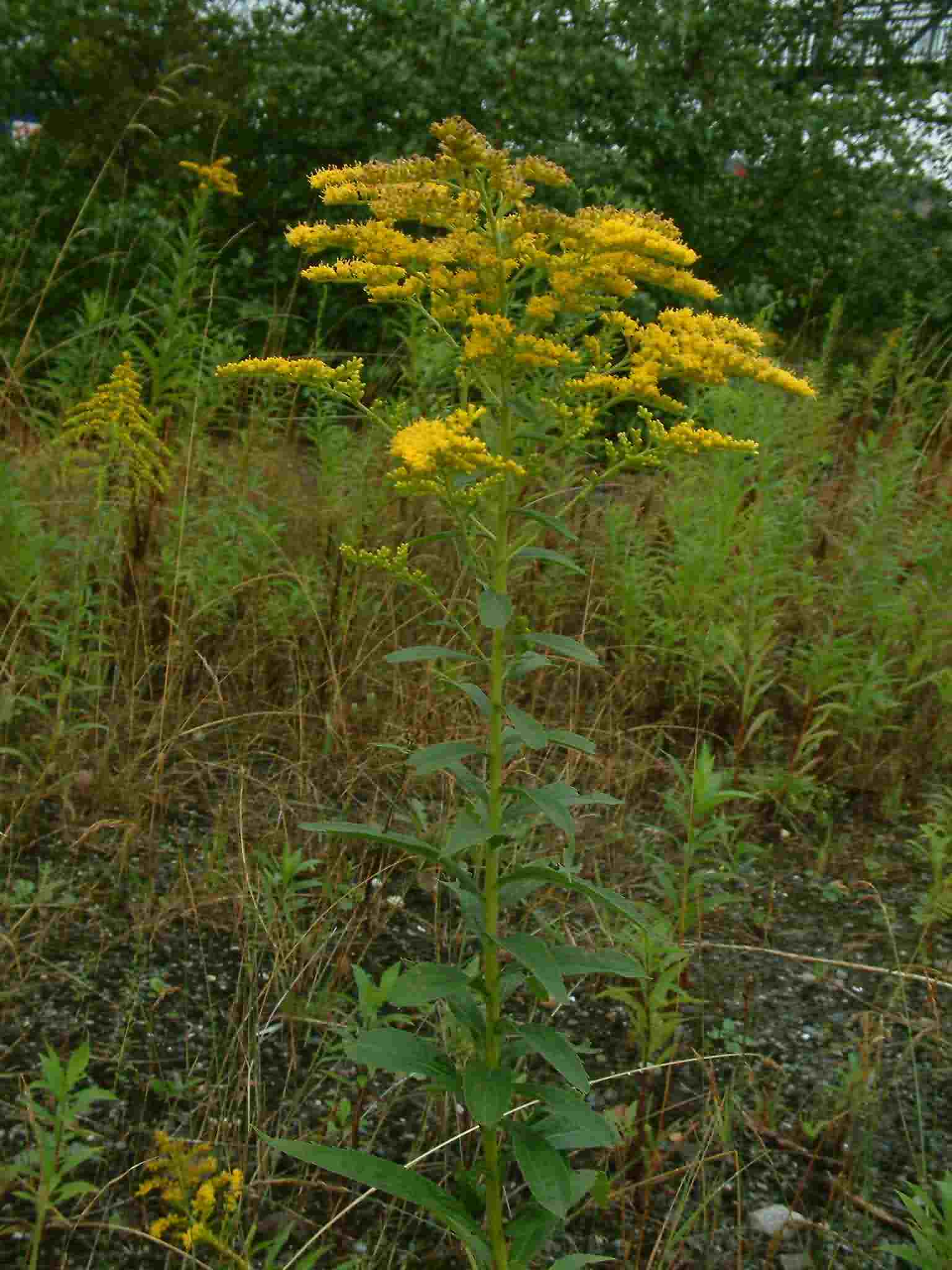 Solidago canadensis 1