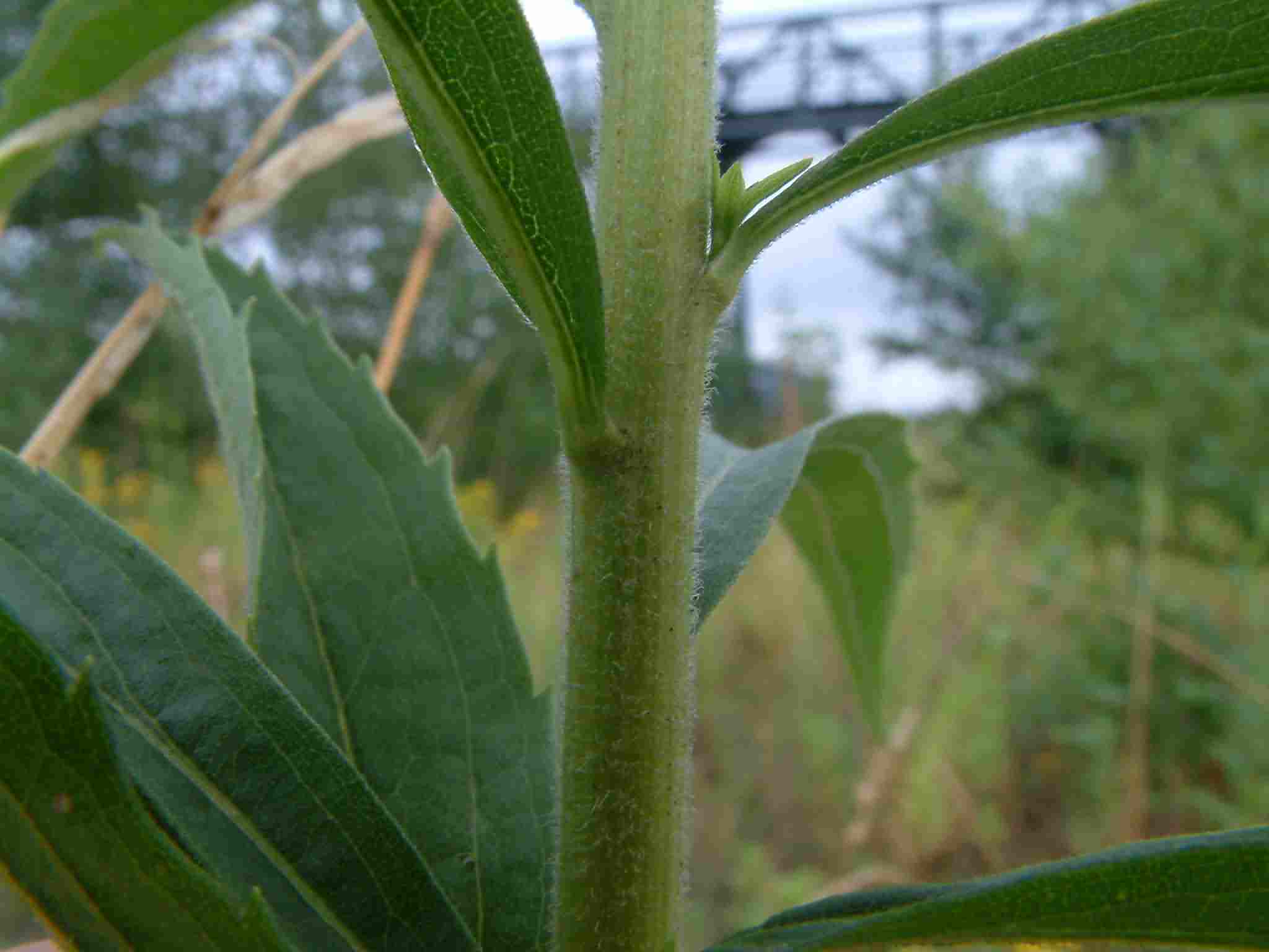 Solidago canadensis 4