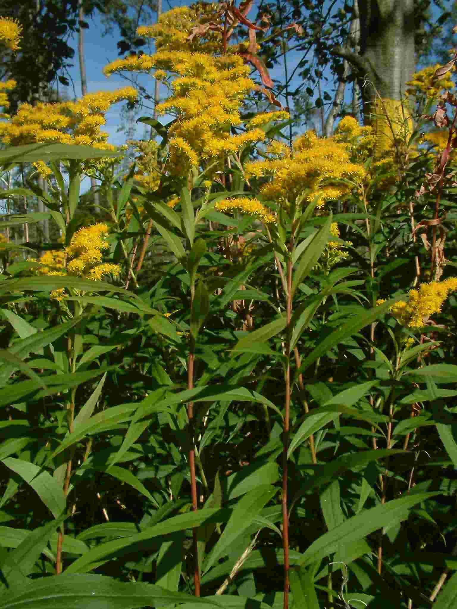 Solidago gigantea 1