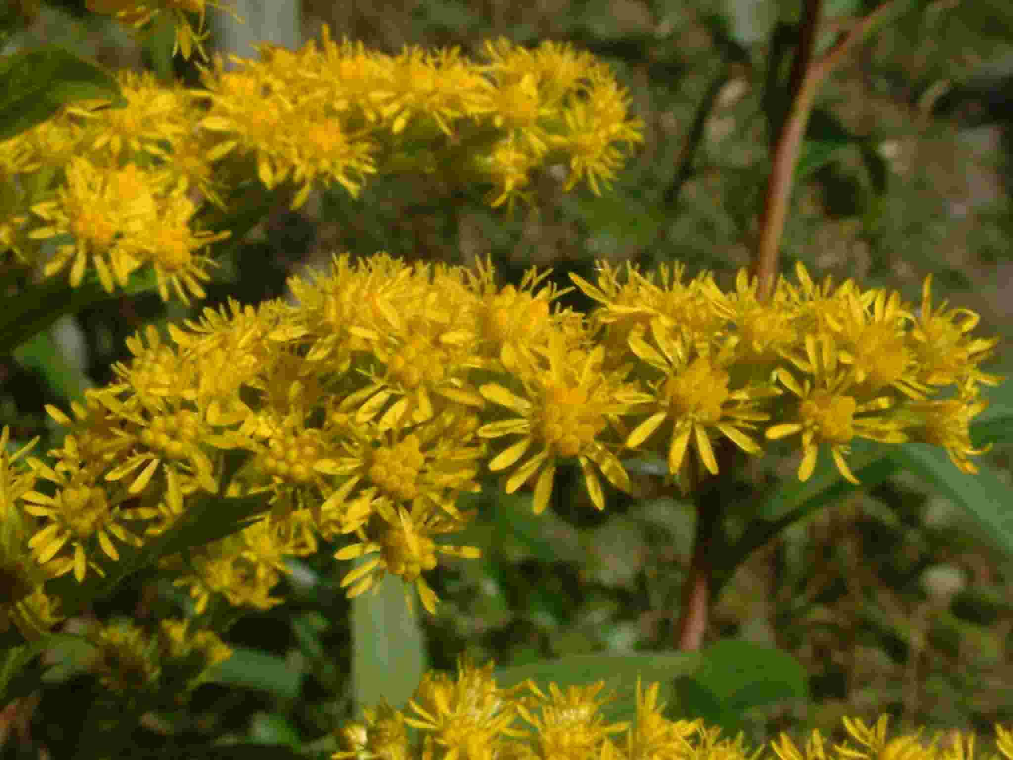 Solidago gigantea 2