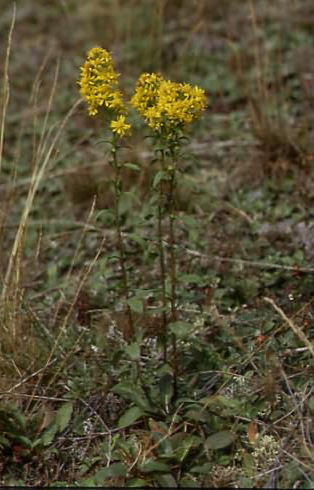 Solidago virgaurea 1