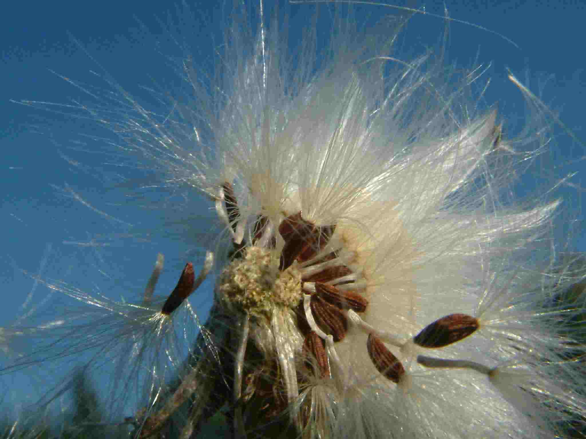 Sonchus arvensis 2