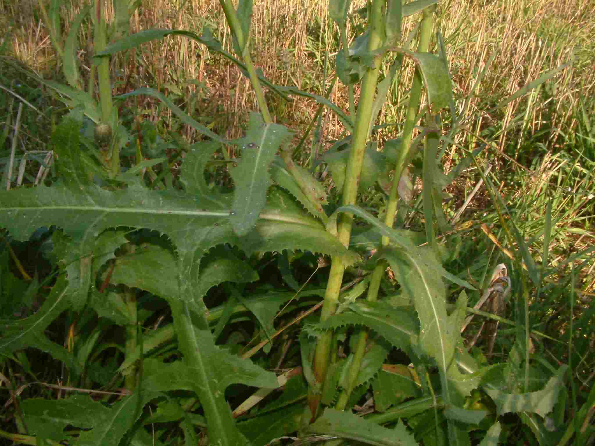 Sonchus arvensis 3