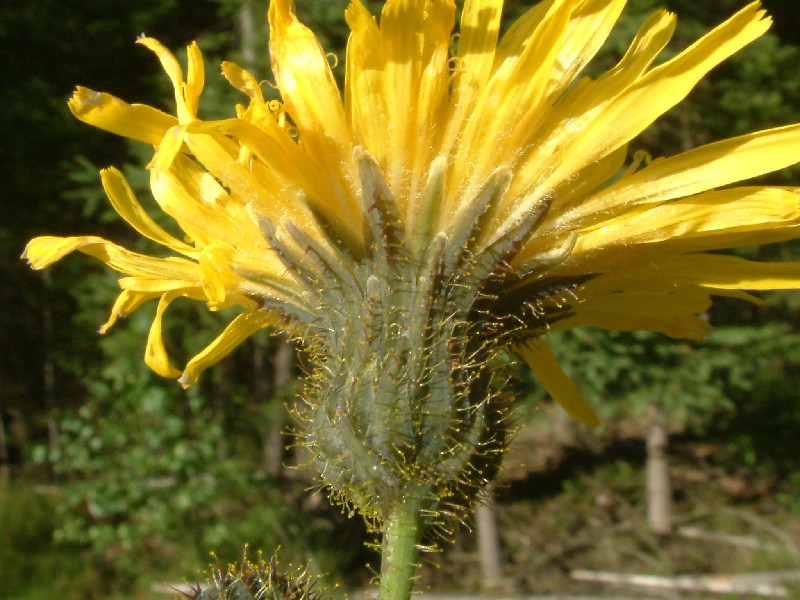 Sonchus arvensis 1