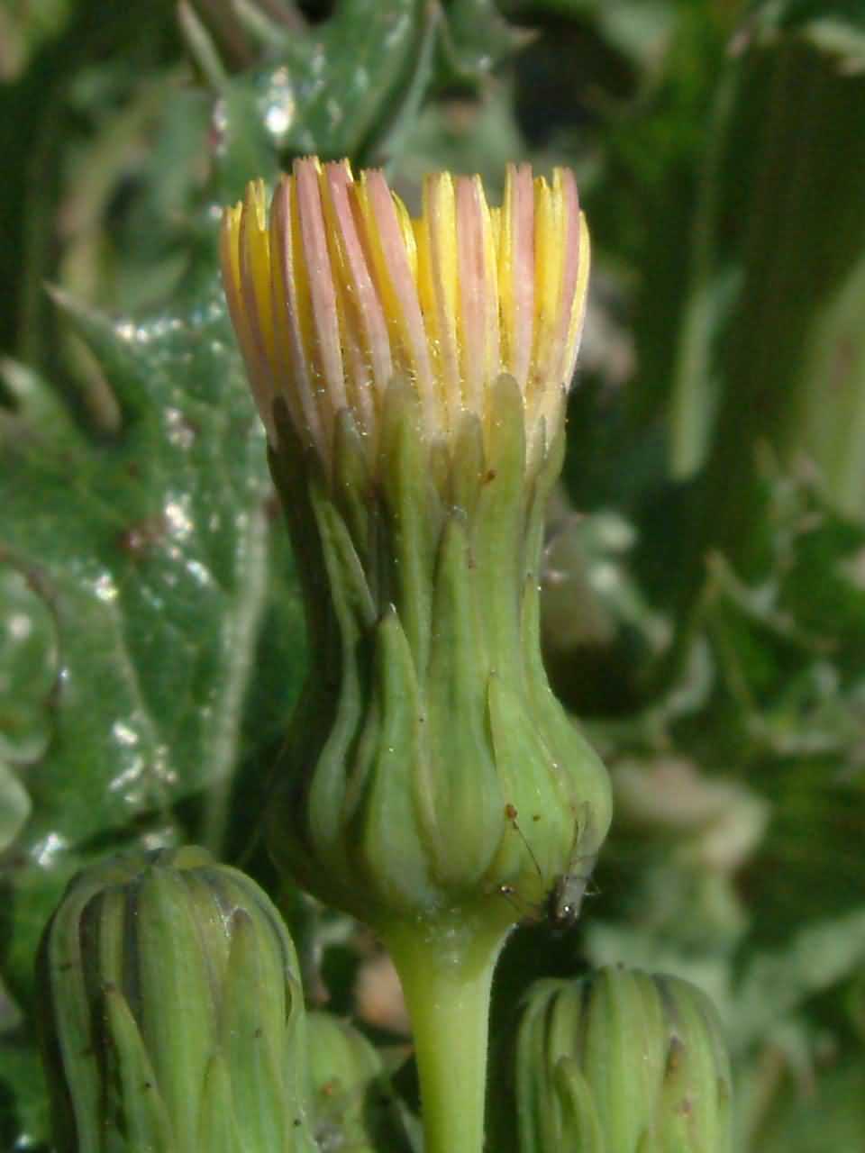 Sonchus asper 2