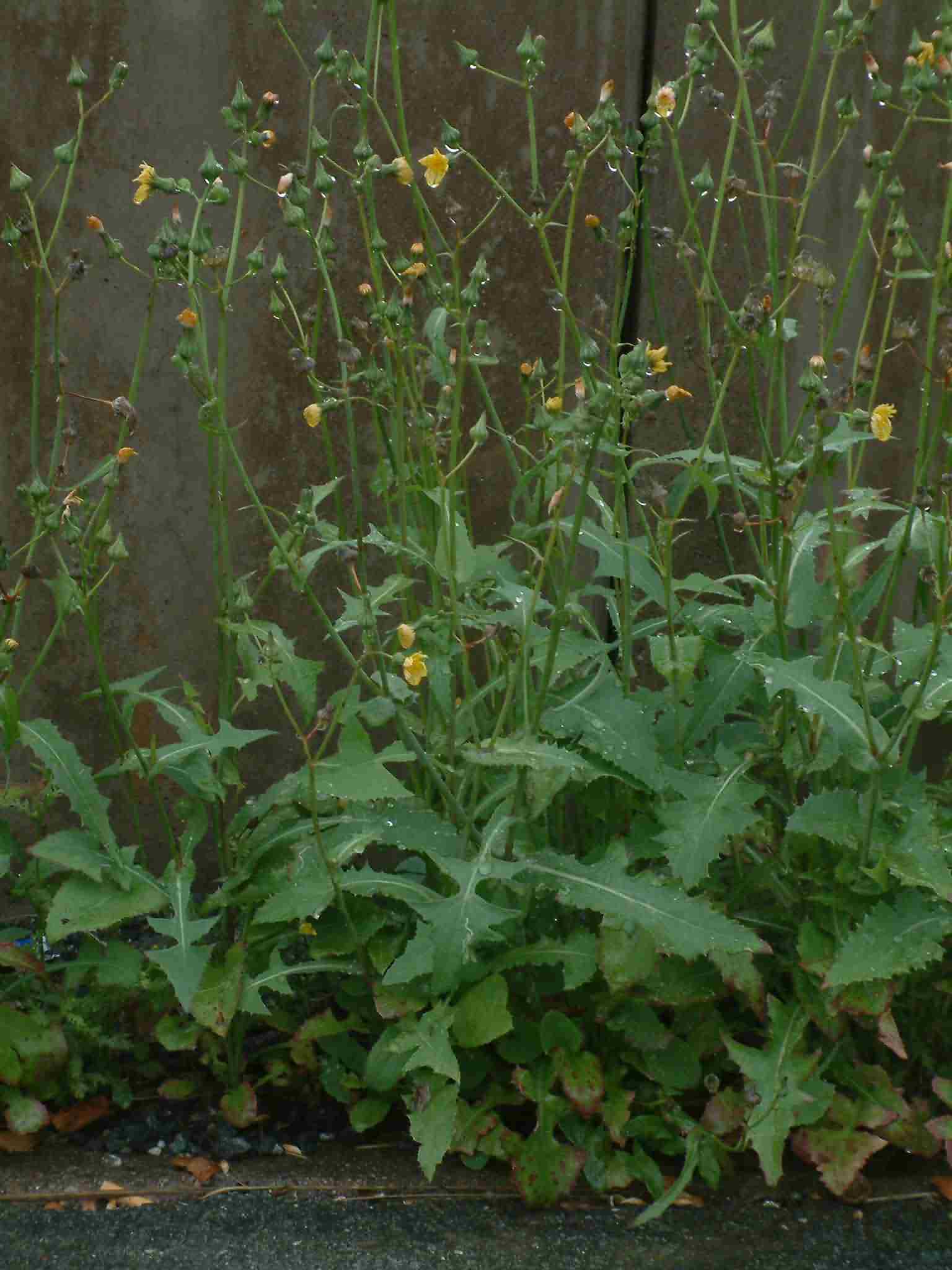 Sonchus oleraceus 1