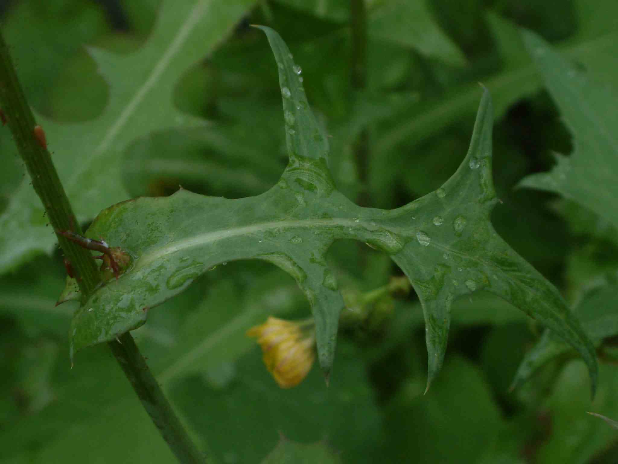 Sonchus oleraceus 3