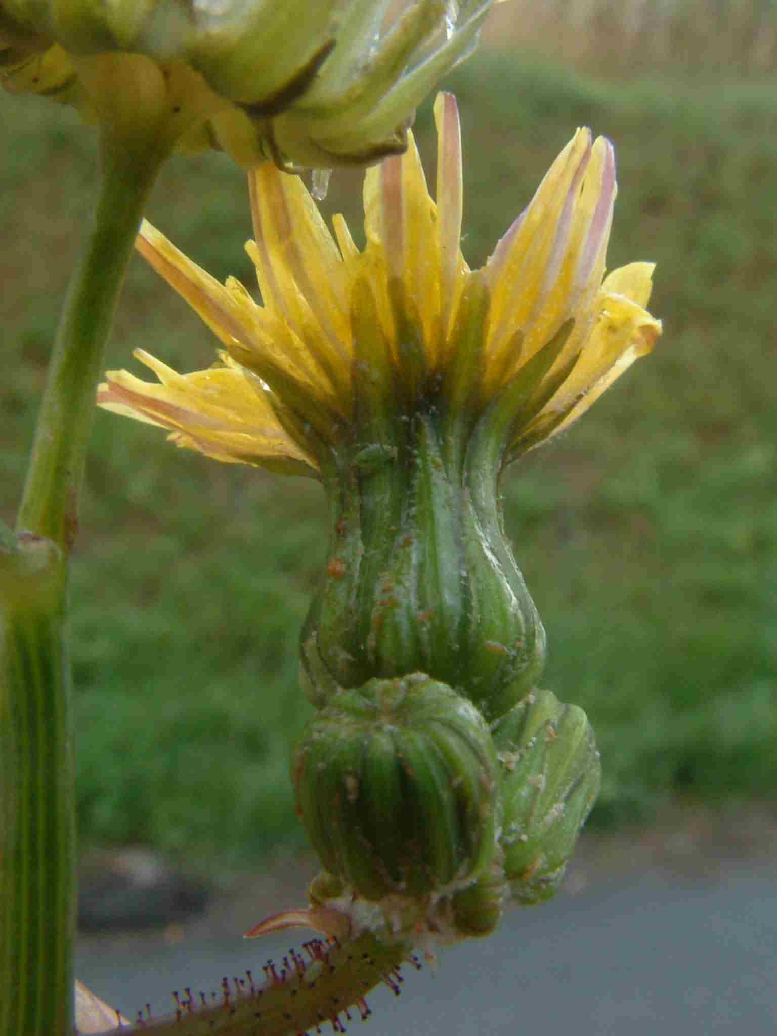 Sonchus oleraceus 2