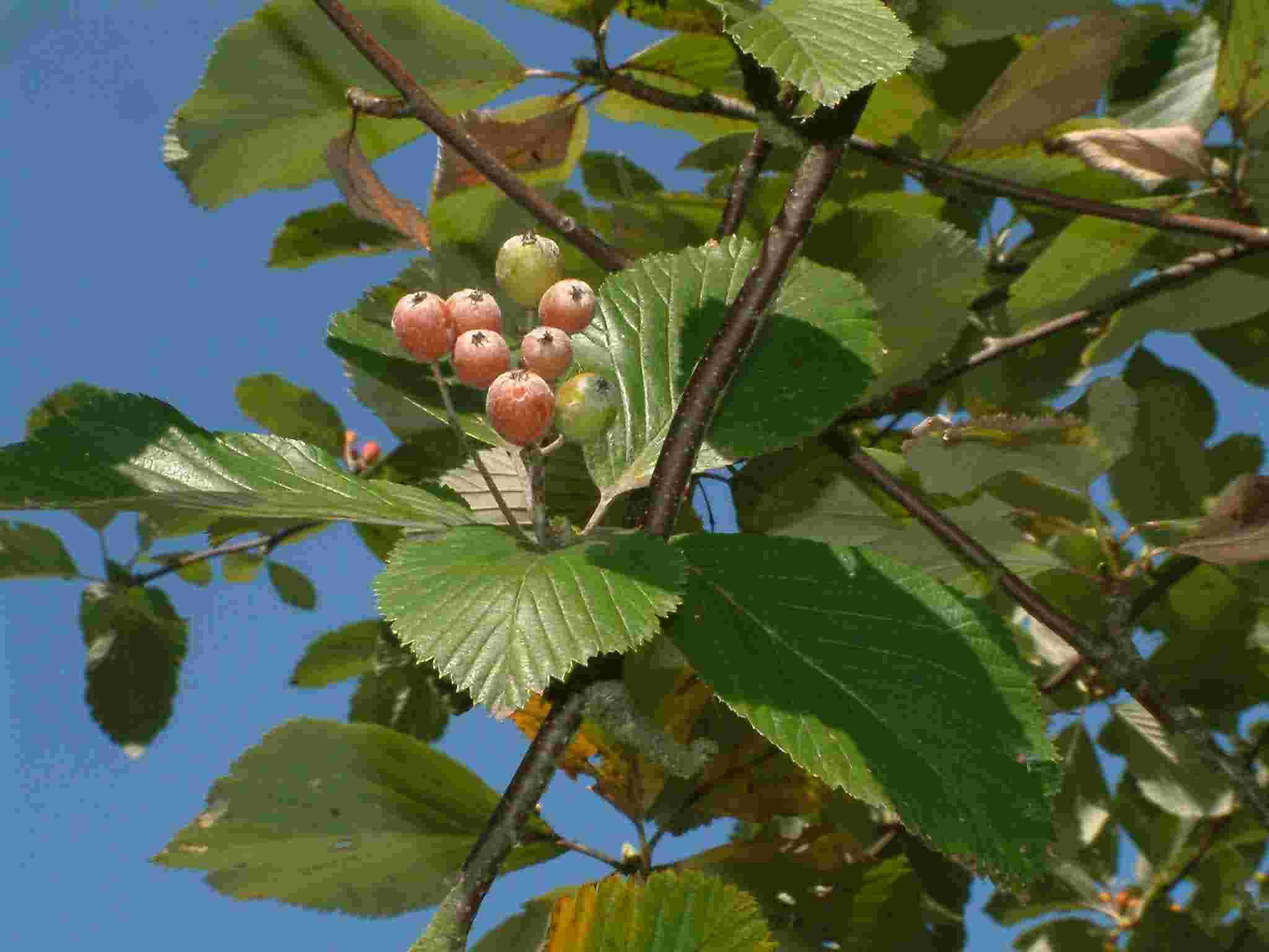 Sorbus aria 1